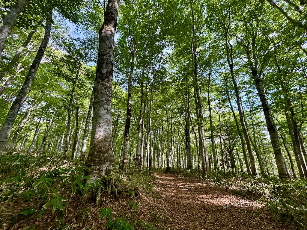 奥信濃100トレイルランニングレース2025 - スプラウト ニセコ | SPROUT